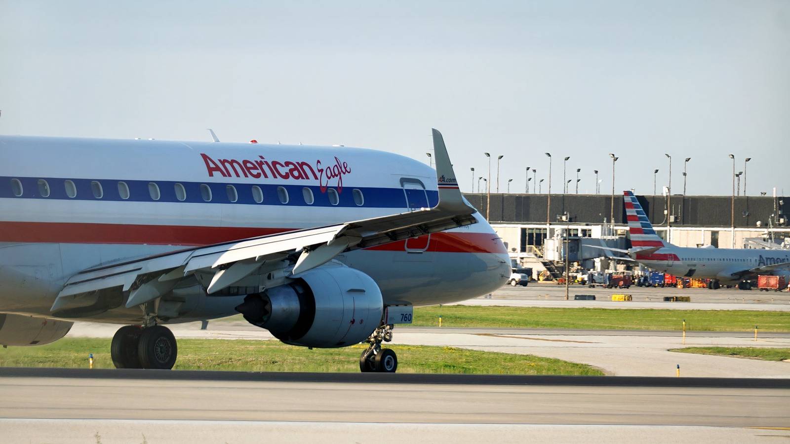 Ave exótica invade o Aeroporto O'Hare e assusta passageiros em Chicago