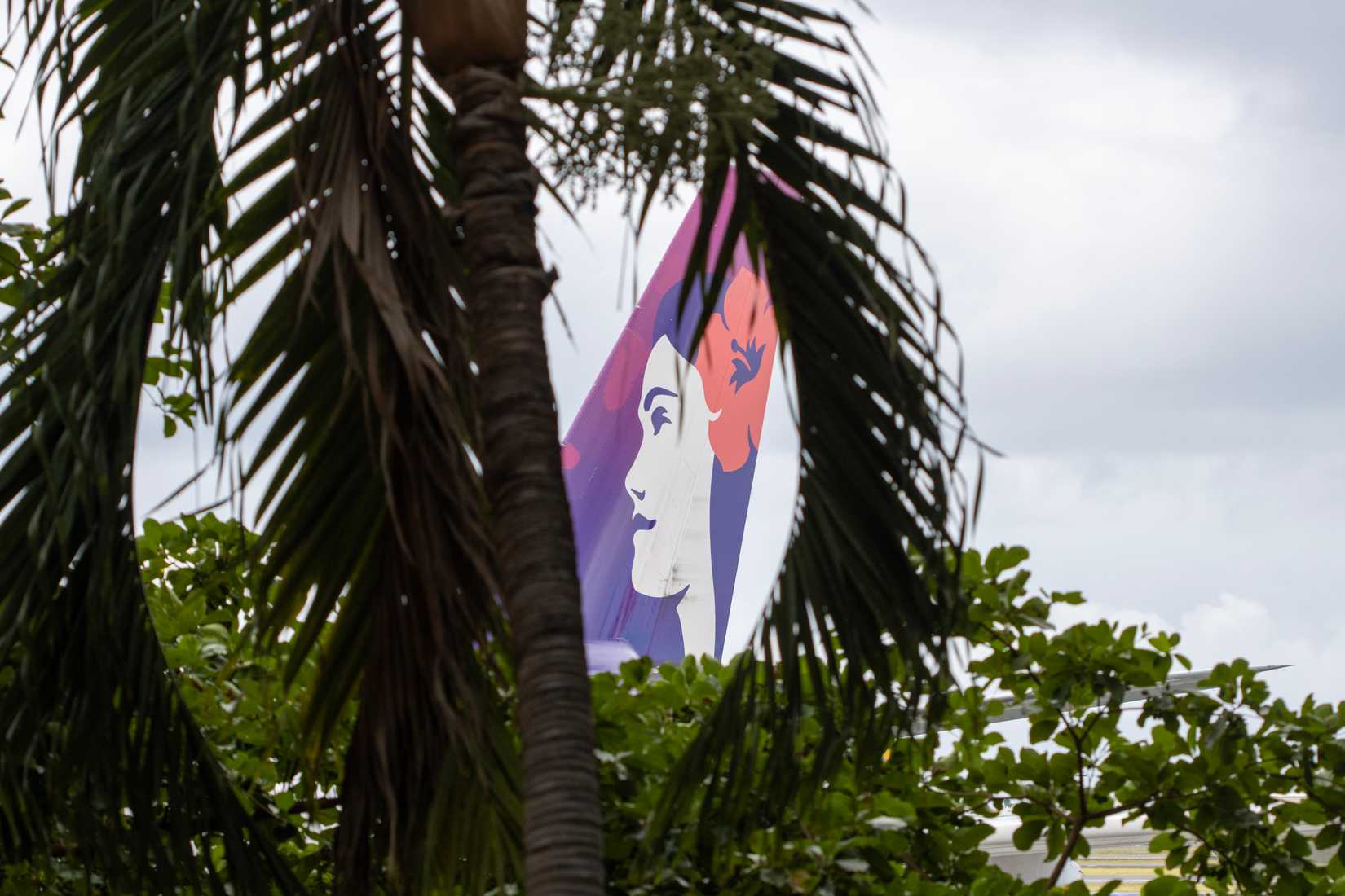Hawaiian Tail Behind Palm Tree